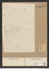 Diatomeae indet. Zeichnungen Sammlung Grunow Nr. 8212 (NHMW-BOT-W0377596)
